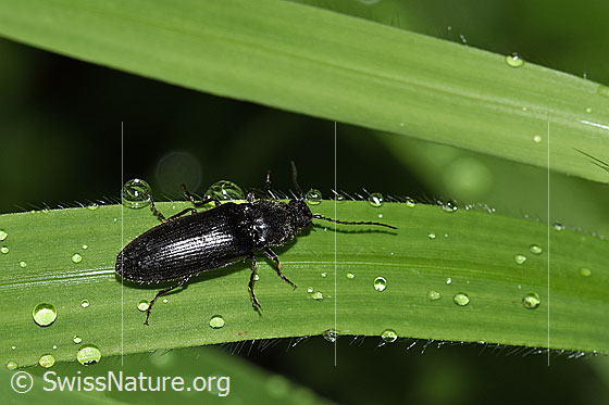 Photo: Hemicrepidius niger. Length 11mm. View from the side.