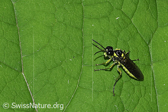 Photo: Tenthredo mesomela. Length 13mm. View from diagonally above.