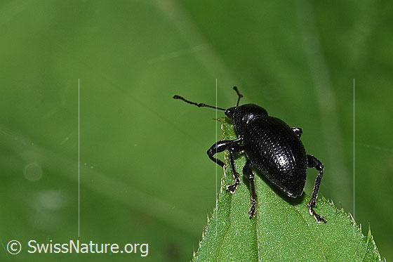 Foto: Wahrscheinlich Schwarzbeiniger Dickmaulrüssler (Otiorhynchus morio). Länge 11mm. Auch Schwarzer Lappenrüssler genannt. Ansicht von schräg hinten.