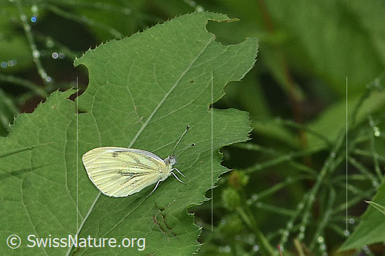 Foto: Rapsweissling (Pieris napi). Flügel geschlossen. Ansicht von der Seite.