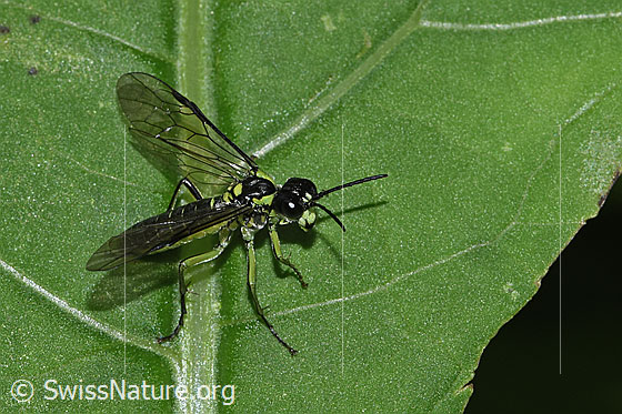 Photo: Tenthredo mesomela. Length 13mm. Wings half open. View diagonally from the front.