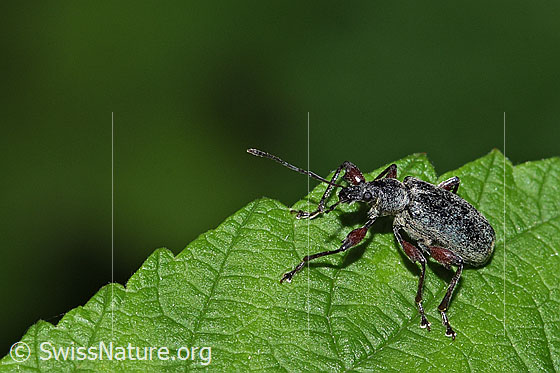 Photo: Probably Phyllobius glaucus. Length 7 - 12mm.