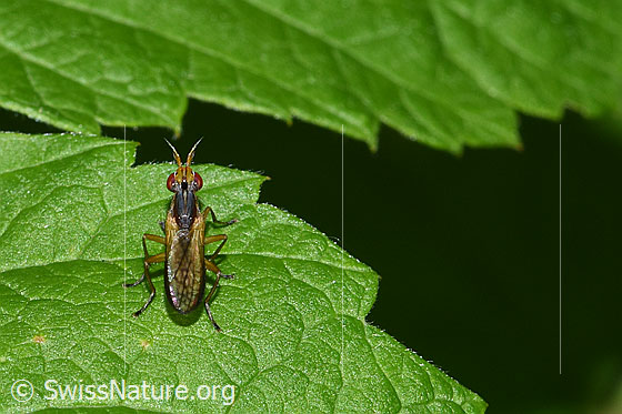 Foto: Wahrscheinlich Limnia unguicornis (Hornfliege). Länge 4.5 - 7.5mm. Ansicht von oben.