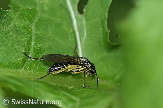 Photo: Tenthredo mesomela. Length 13mm. View from the side.
