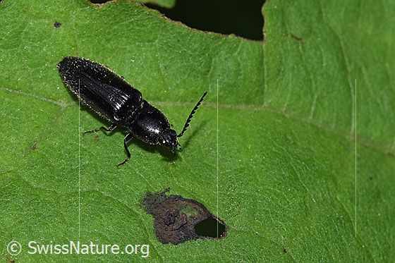 Photo: Hemicrepidius niger. Length 11mm. View from diagonally above.
