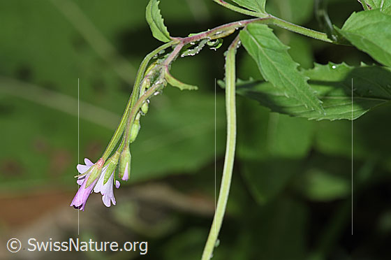 Photo: Probably Epilobium montanum. Blossom, leaves and stem.