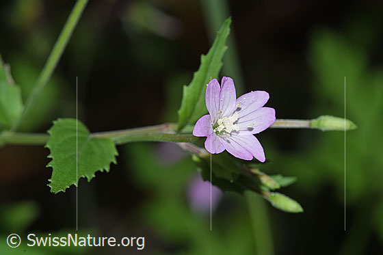 Berg-Weidenröschen (Epilobium montanum)