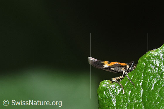 Photo: Probably Mompha locupletella. View from below.