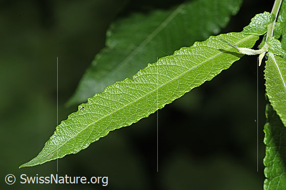 Foto: Grau-Weide (Salix cinerea). Blatt.