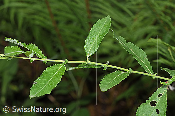 Photo: Salix cinerea. Branch and leaves.