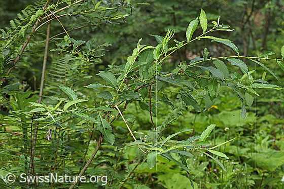 Photo: Salix cinerea. Whole plant (habiti).