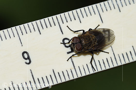 Foto: Graugelbe Polsterfliege (Pollenia rudis). Männchen. Länge 9mm. Ansicht von oben.