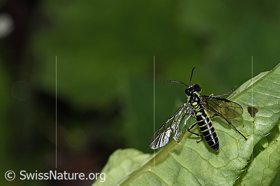 Photo: Tenthredo mesomela. Length 13mm. Wings half open. View from above.