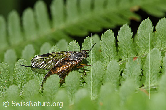 Foto: Gemeine Schnepfenfliege (Rhagio scolopaceus). Länge 13mm. Weibchen. Ansicht von schräg oben.