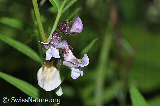 Photo: Vicia cracca. Blossoms. View from the front.