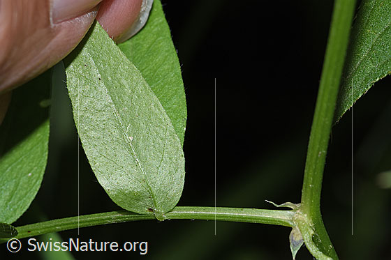 Photo: Vicia cracca. Leaf underside.