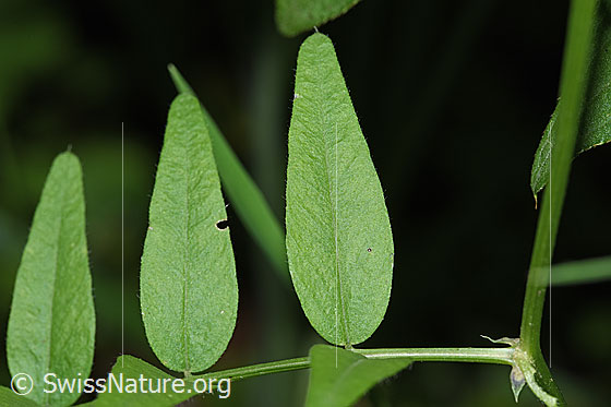 Foto: Gewöhnliche Vogelwicke (Vicia cracca). Blattoberseite.