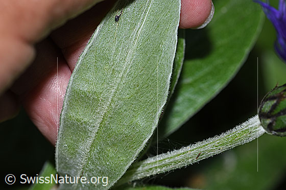Photo: Centaurea montana. Leaf underside.