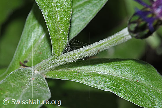 Photo: Centaurea montana. Stem and leaves.