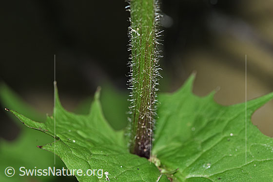 Foto: Wahrscheinlich Sumpf-Pippau (Crepis paludosa). Stängel.