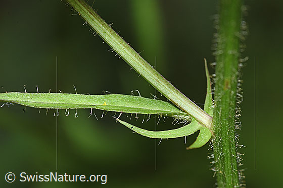 Foto: Wahrscheinlich Sumpf-Pippau (Crepis paludosa). Stängel.
