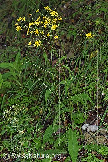 Foto: Wahrscheinlich Sumpf-Pippau (Crepis paludosa). Ganze Pflanze (Habitus).