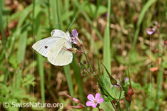 Foto: Rapsweissling (Pieris napi) an Ruprechtskraut (Geranium robertianum). Flügel halb geöffnet. Ansicht von der Seite.