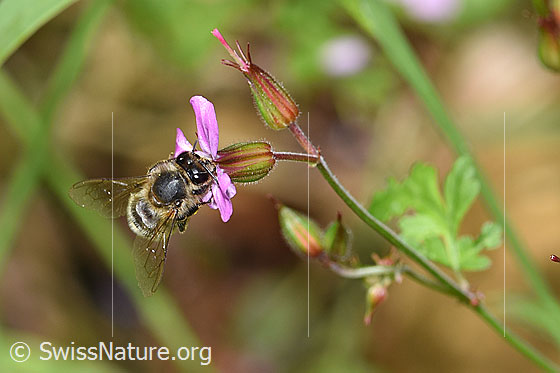 Foto: Honigbiene (Apis mellifera) an Ruprechtskraut (Geranium robertianum). Länge 11 - 13mm. Ansicht von vorne oben.