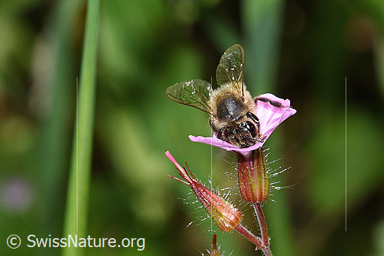Foto: Honigbiene (Apis mellifera) an Ruprechtskraut (Geranium robertianum). Länge 11 - 13mm. Ansicht von vorne.