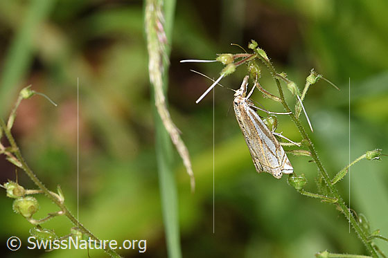 Crambus lathoniellus