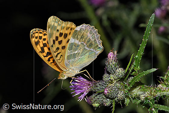 Foto: Kaisermantel (Argynnis paphia) auf Sumpf-Kratzdistel (Cirsium palustre). Flügel halb geöffnet. Ansicht von der Seite.
