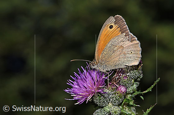 Foto: Grosses Ochsenauge (Maniola jurtina) an Sumpf-Kratzdistel (Cirsium palustre). Männchen. Flügel geschlossen. Ansicht von der Seite.