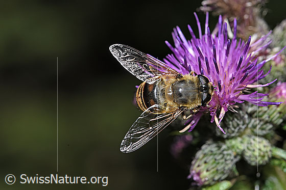 Foto: Mistbiene (Eristalis tenax) an Sumpf-Kratzdistel (Cirsium palustre). Länge 14 - 18mm. Weibchen. Ansicht von oben.