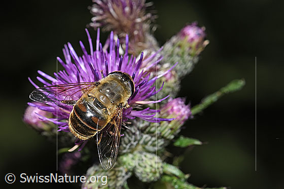 Foto: Mistbiene (Eristalis tenax) an Sumpf-Kratzdistel (Cirsium palustre). Länge 14 - 18mm. Weibchen. Ansicht von hinten oben.