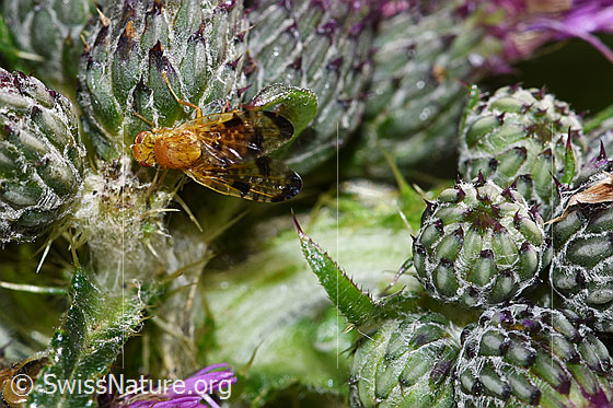 Foto: Xyphosia miliaria (Bohrfliege) auf Sumpf-Kratzdistel (Cirsium palustre). Länge 6mm. Ansicht von schräg oben.