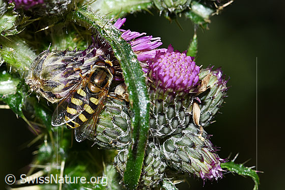 Foto: Gemeine Feldschwebfliege (Eupeodes corollae) auf Sumpf-Kratzdistel (Cirsium palustre). Länge 8 - 11mm. Ansicht von oben.