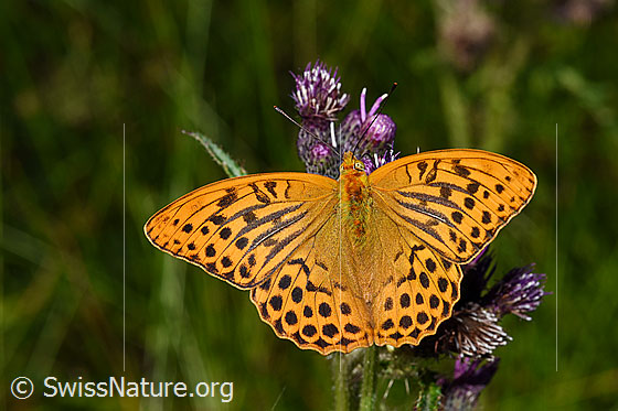 Foto: Kaisermantel (Argynnis paphia) auf Sumpf-Kratzdistel (Cirsium palustre). Flügel geöffnet. Ansicht von oben.