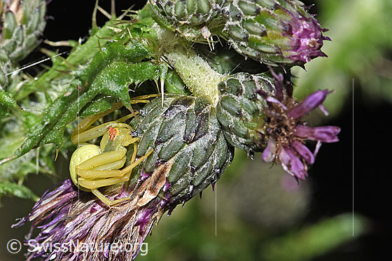 Foto: Wahrscheinlich Veränderliche Krabbenspinne (Misumena vatia) auf Sumpf-Kratzdistel (Cirsium palustre). Die Spinne lauert auf Beute. Ansicht von seitlich oben.