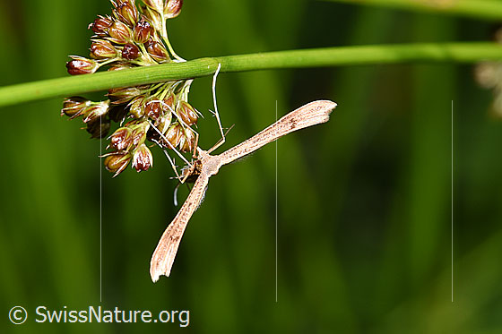 Foto: Vermutlich Stenoptilia annadactyla (Federmotte). Ansicht von vorne.