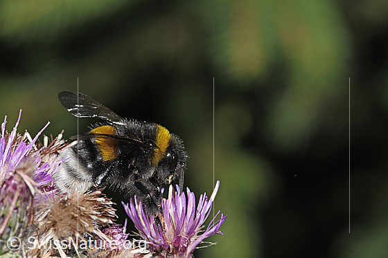 Foto: Wahrscheinlich Dunkle Erdhummel (Bombus terrestris) an Sumpf-Kratzdistel (Cirsium palustre). Länge 20mm. Königin. Ansicht von der Seite.