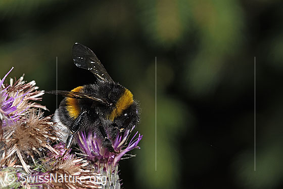 Foto: Wahrscheinlich Dunkle Erdhummel (Bombus terrestris) an Sumpf-Kratzdistel (Cirsium palustre). Länge 20mm. Königin. Ansicht von schräg vorne.