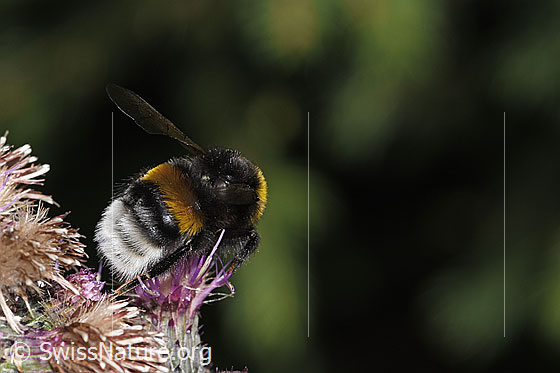 Foto: Wahrscheinlich Dunkle Erdhummel (Bombus terrestris) an Sumpf-Kratzdistel (Cirsium palustre). Länge 20mm. Königin. Ansicht von schräg hinten.