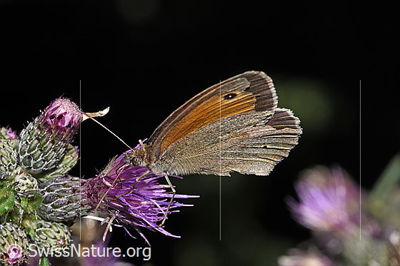 Foto: Grosses Ochsenauge (Maniola jurtina) an Sumpf-Kratzdistel (Cirsium palustre). Männchen. Flügel geschlossen. Ansicht von schräg vorne.