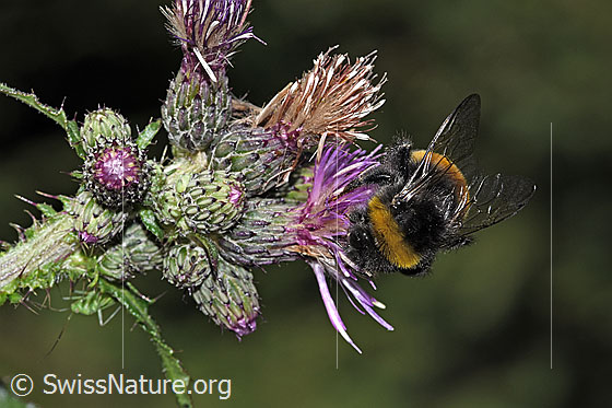 Foto: Wahrscheinlich Dunkle Erdhummel (Bombus terrestris) an Sumpf-Kratzdistel (Cirsium palustre). Länge 20mm. Königin. Ansicht von schräg oben.