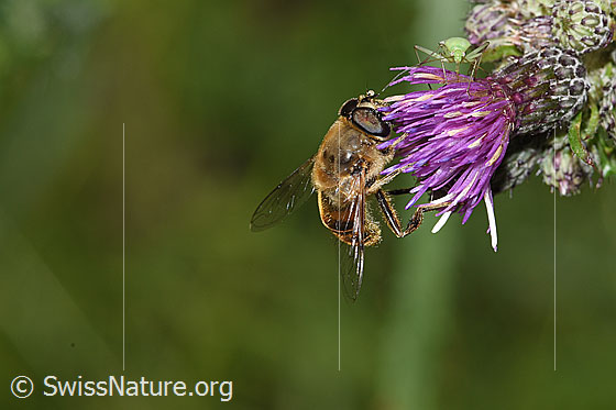 Foto: Mistbiene (Eristalis tenax) an Sumpf-Kratzdistel (Cirsium palustre). Länge 12 -16mm. Männchen. Ansicht von der Seite.