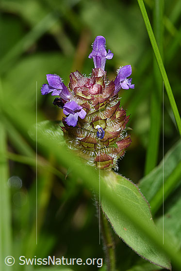 Photo: Prunella vulgaris. Blossoms.