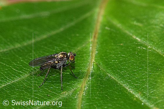 Photo: Probably fly of the genus Dolichopus. Length 3mm. View from the side.