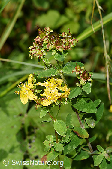Foto: Geflecktes Johanniskraut (Hypericum maculatum). Blüten.