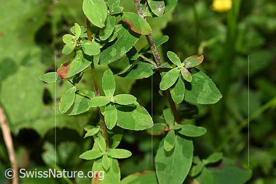 Foto: Geflecktes Johanniskraut (Hypericum maculatum). Blätter und Stängel.