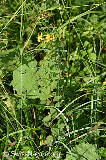 Foto: Geflecktes Johanniskraut (Hypericum maculatum). Ganze Pflanze (Habitus).